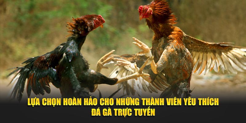 Lựa chọn hoàn hảo cho những thành viên yêu thích đá gà trực tuyến