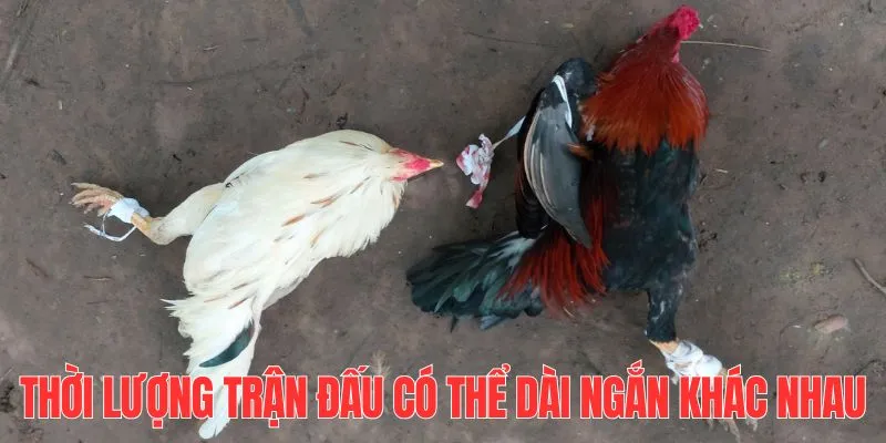 Thời gian có thể ngắn, dài khác nhau tùy vào hình thức chọi