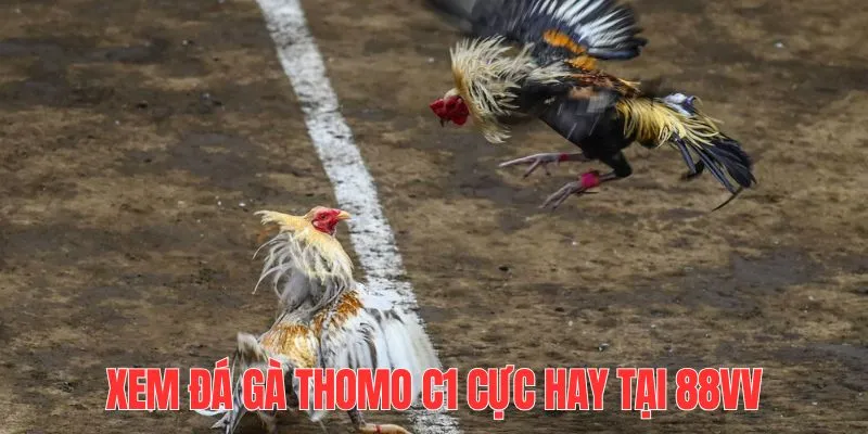 Xem đá gà Thomo C1 cực hấp dẫn thông qua TA88